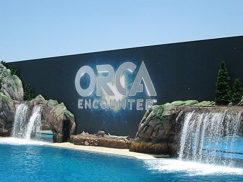 orca encounter
