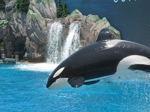 orca 1