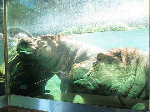 hippos