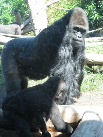 gorillas