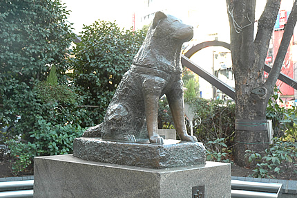 hachi in shibuya