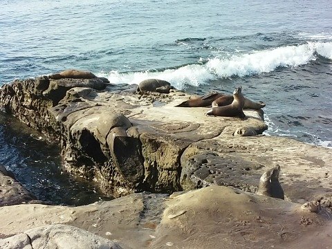 sea lions