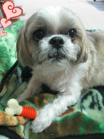 muffin with toy