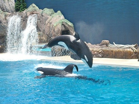 orca 2