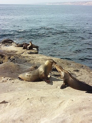 kissiong sea lions