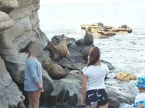 sea lions cove
