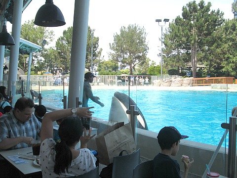 dine with orcas