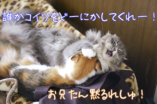 てちてち7