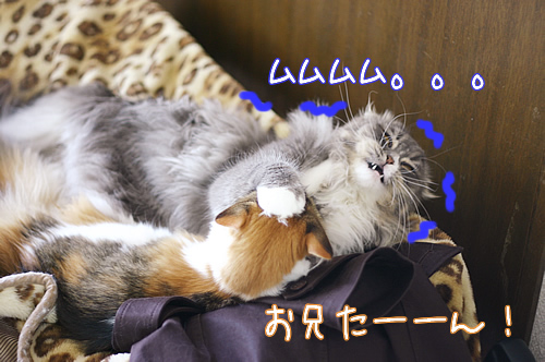 てちてち6