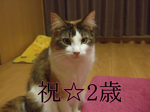 ����Ǥ�2�ФǤ�