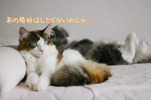 兄妹だもん8
