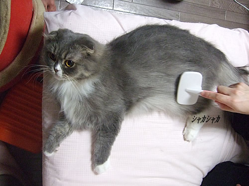 ��Į�֥�å���