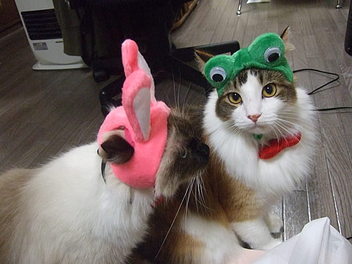 うさぎとかえる