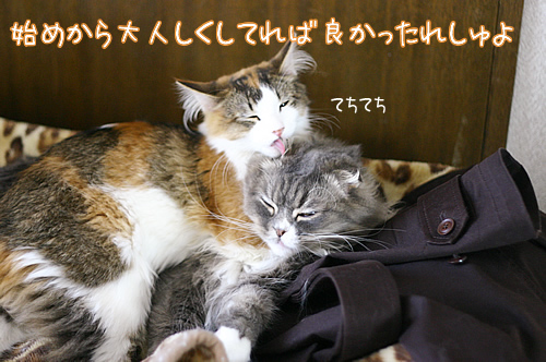 てちてち5