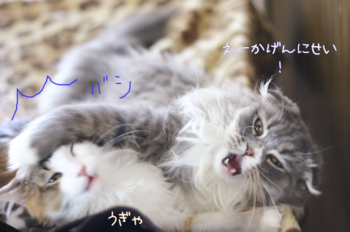 てち3