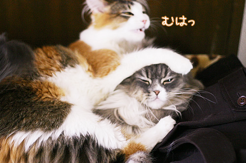 てちてち2