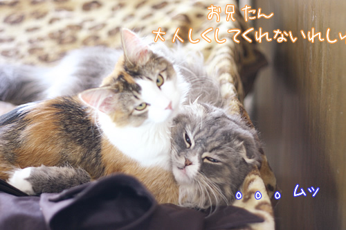 てちてち4