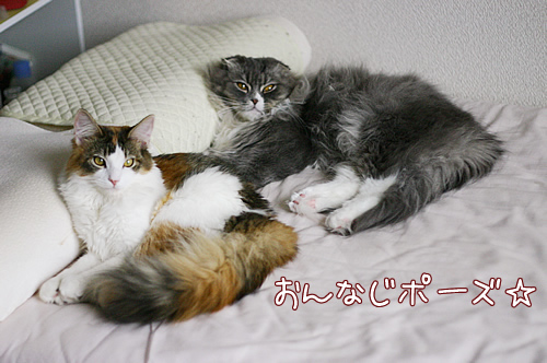 兄妹だもん1