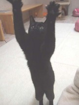 猫カフェサプリ