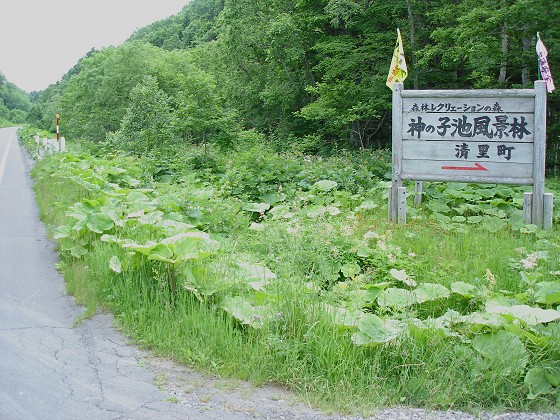 紙の