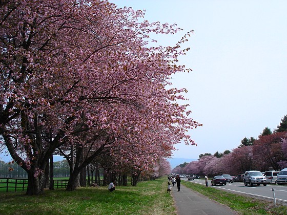 二十間道路桜並木