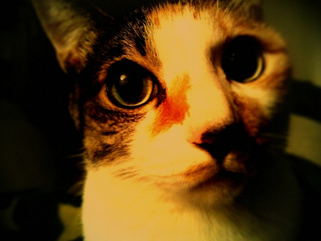 lento_20120212175519