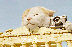 funny-gif-cat-Greece-camera