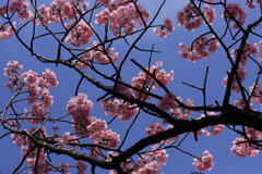 chidorigafuchi2018_7