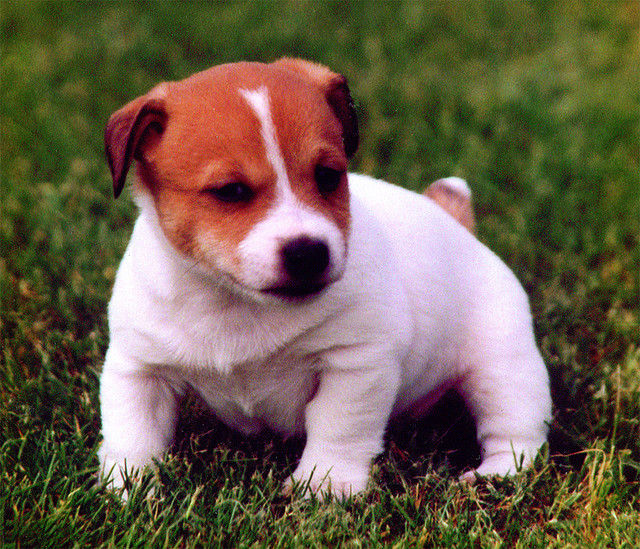 ジェダイ犬-幼少期