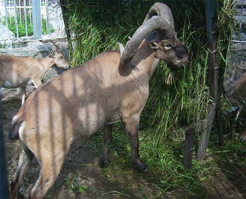 antilope-12
