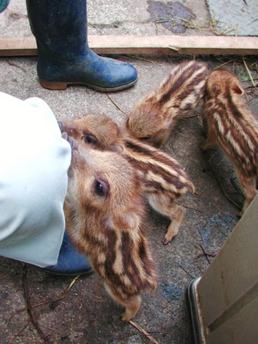 ウリボウのちょうだい