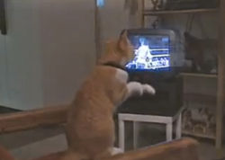 Cat-Learns-Boxing-on-TV-a