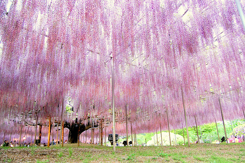 gojumpei_02
