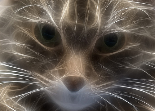 Fractalius Cat 01
