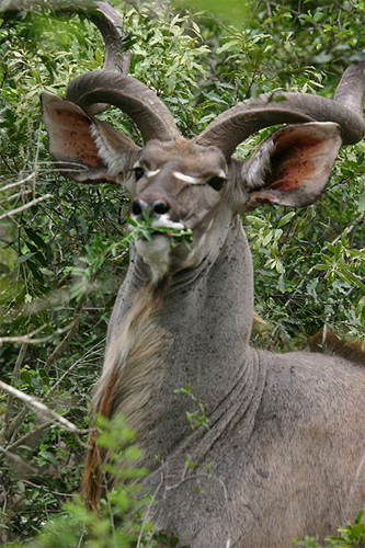 antilope-11