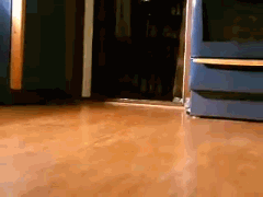 子犬だらけ