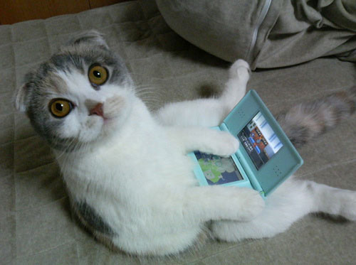 DS猫