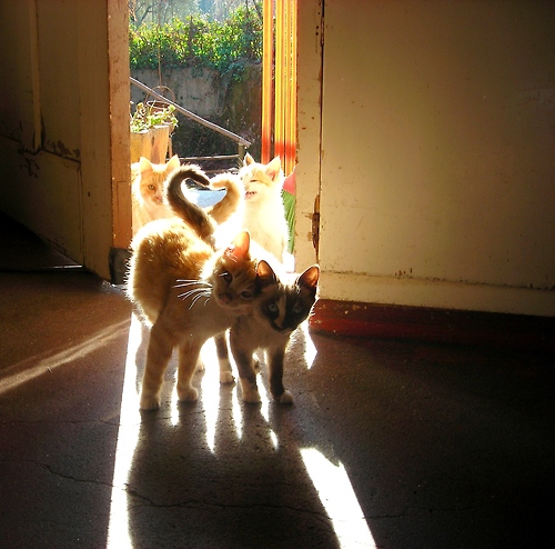 Love Cats
