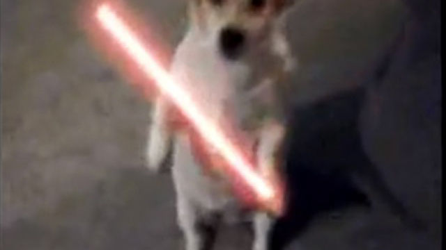 ジェダイ犬
