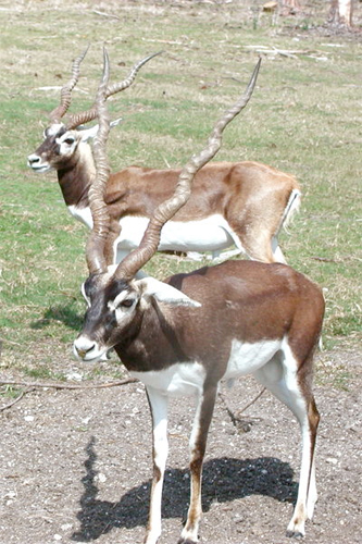 antilope-01
