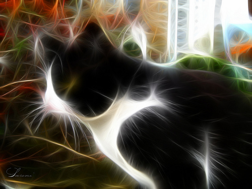 Fractalius Cat 02