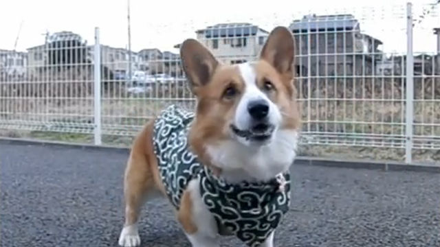 (*´д｀*)　かわゆすぎるコーギー犬の「スーパーキャッチ」がけしかんらんすぎる件。