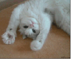 にぎにぎ猫