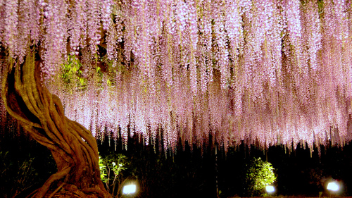 gojumpei_00
