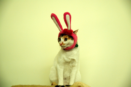 うさ猫