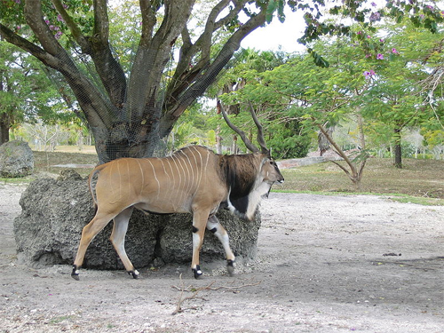 antilope-10