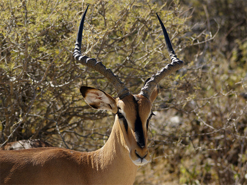 antilope-06