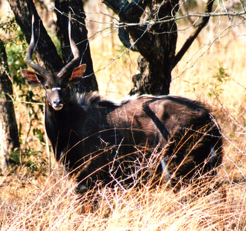 antilope-02