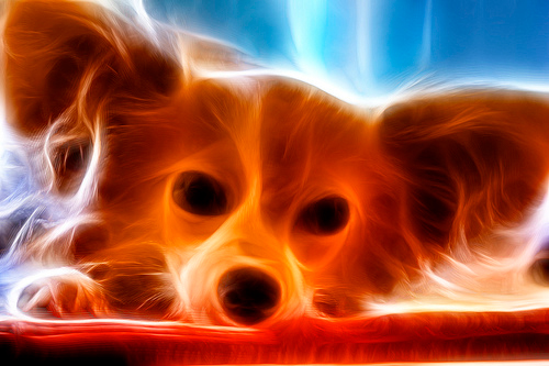 Fractalius Dog