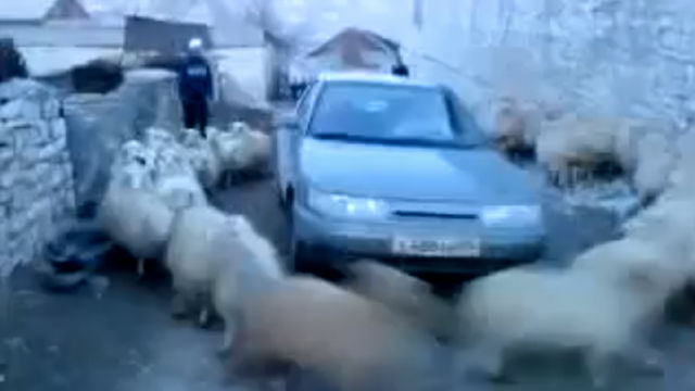 Sheep-Cyclone